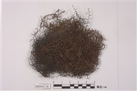 藏品(日本全缘耳葉蘚)的圖片